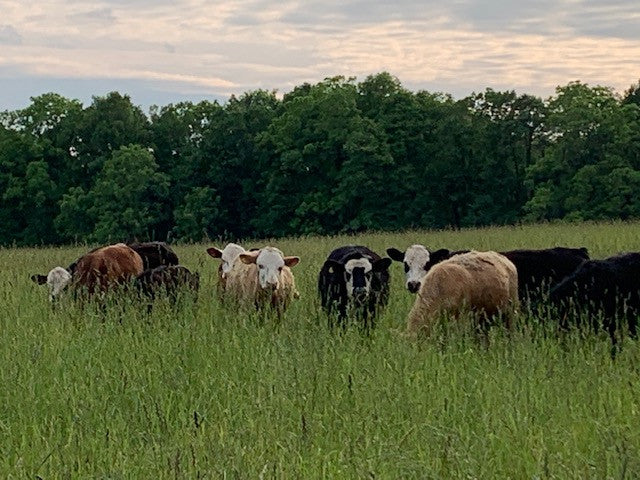 Pastured-cows at Bristol Haven Farm