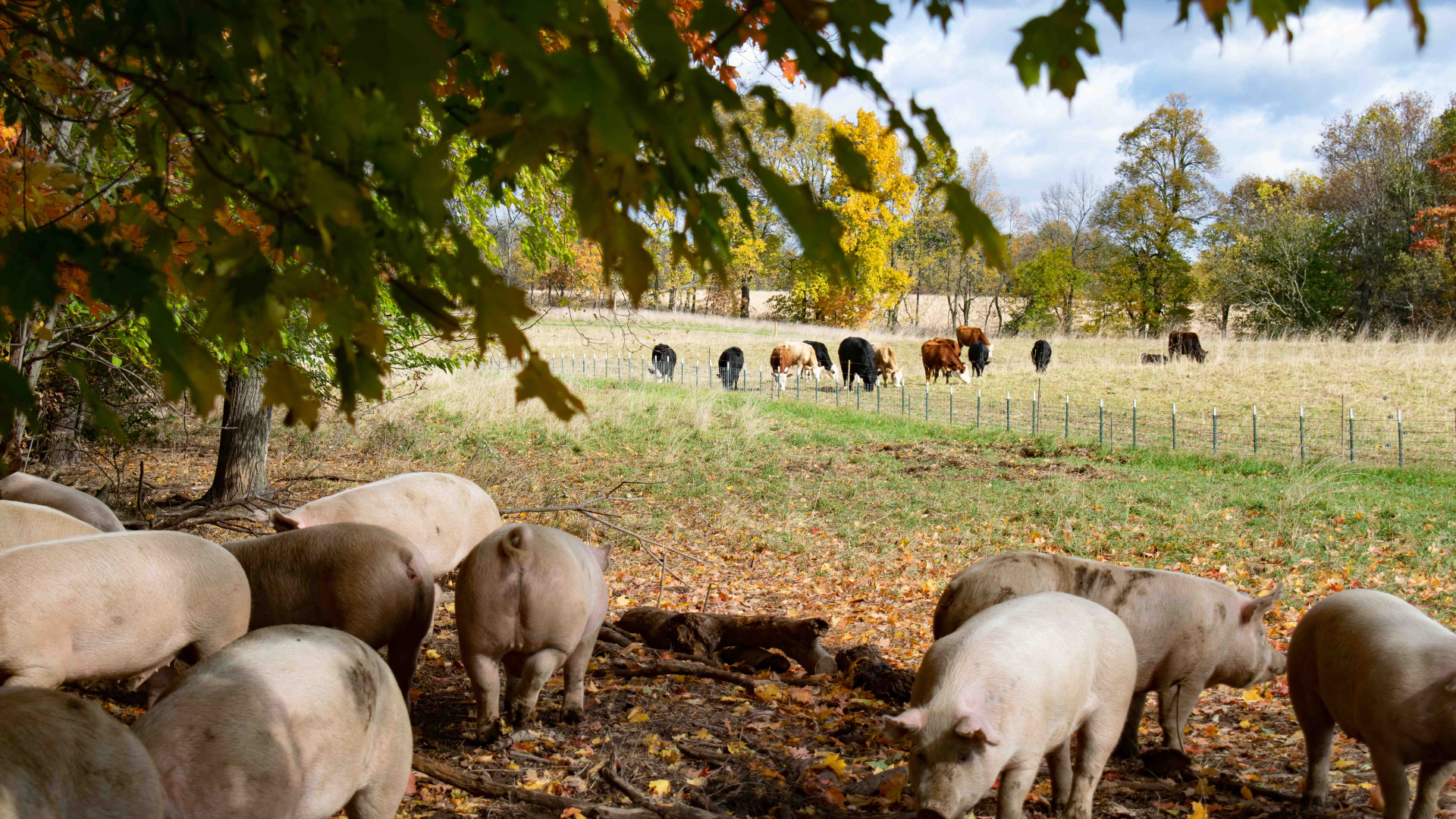 Pigs and cows at Bristol Haven Farm in Michigan