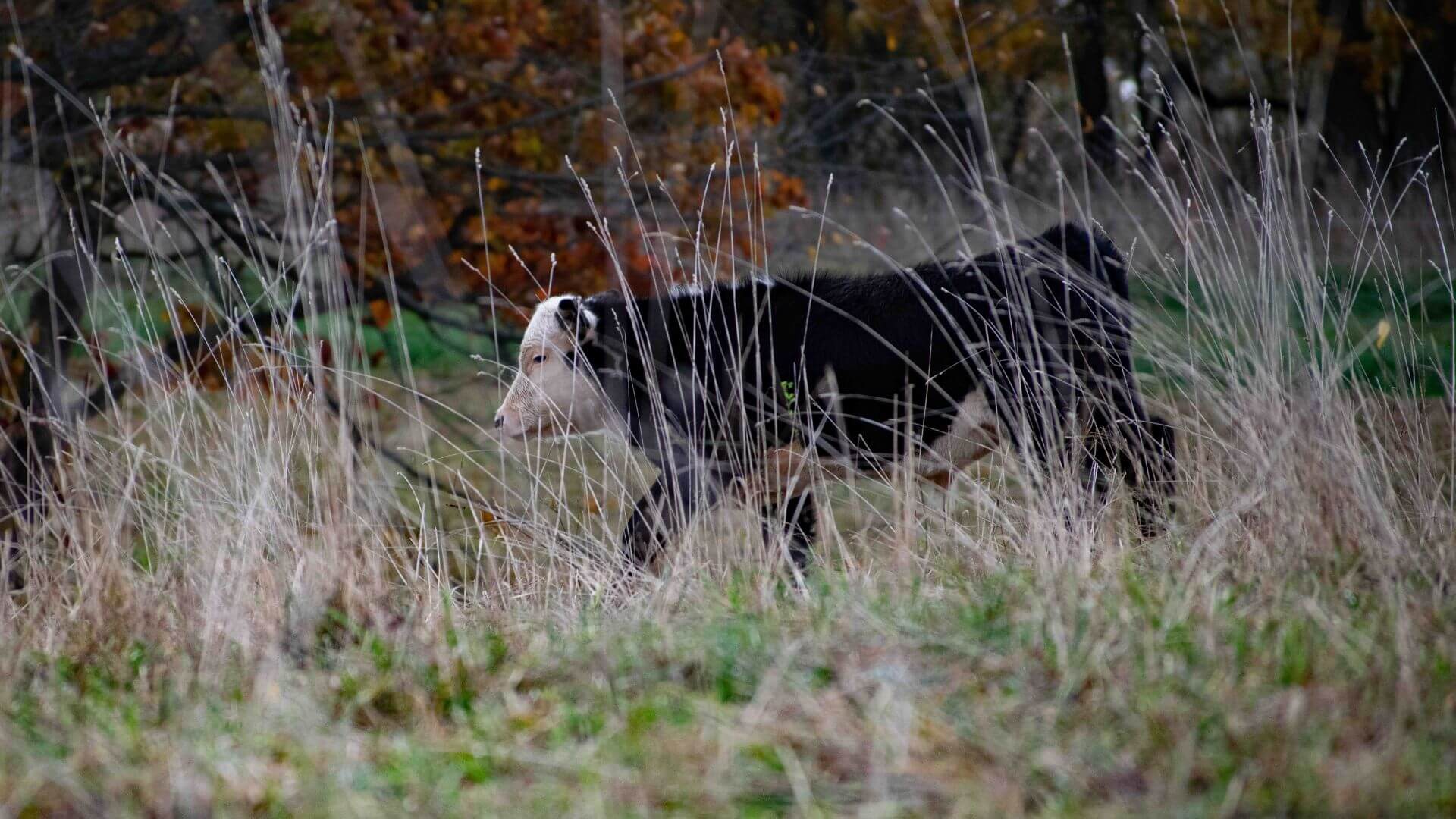 A young cow running through a pastured field at Bristol Haven Farm
