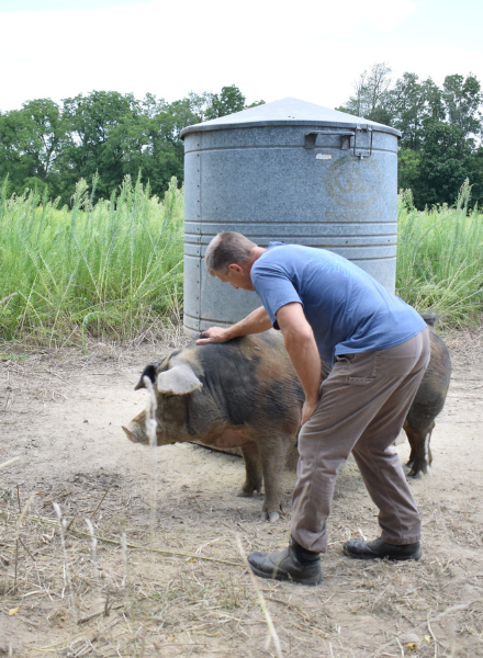 Matt tending to a pig at Bristol Haven Farm