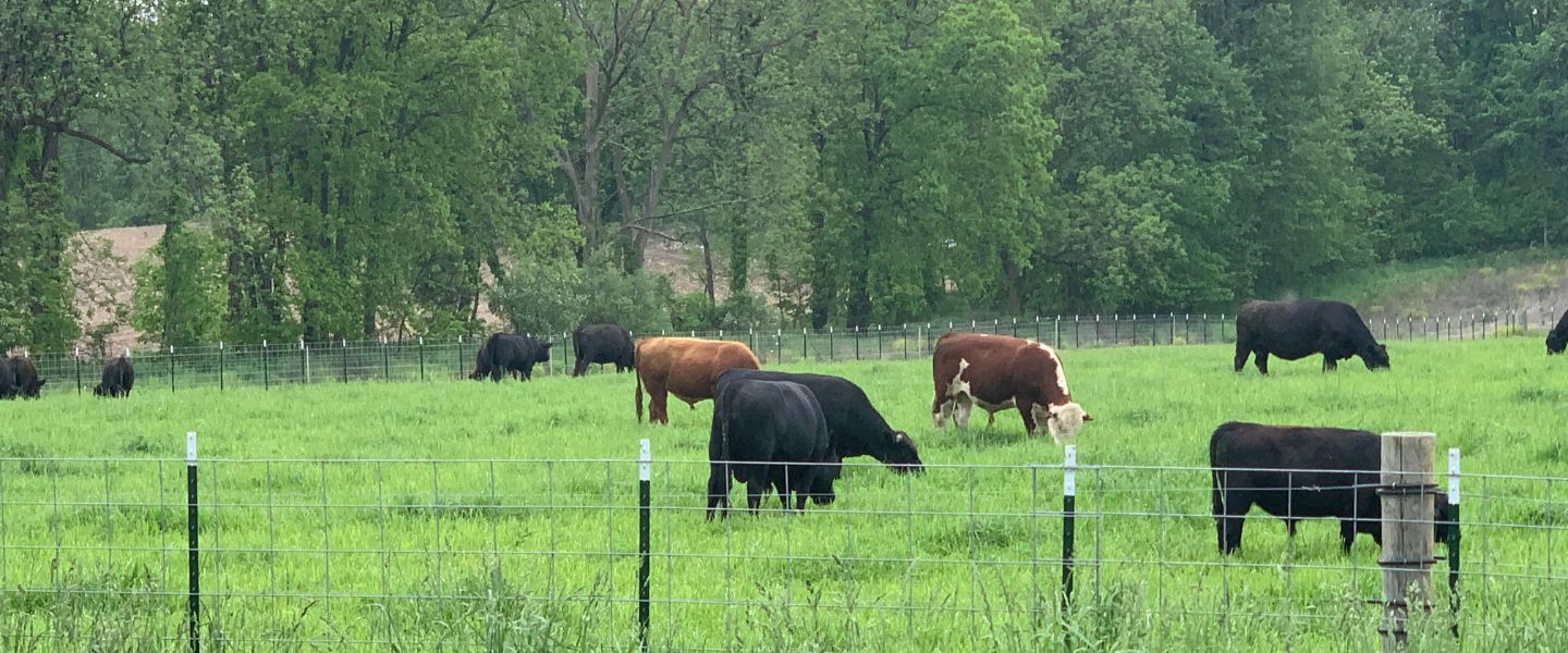 Cows munching on grass at Bristol Haven Farm