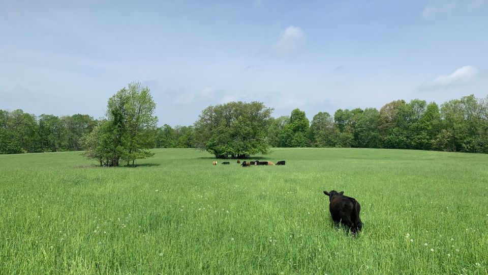 Cows on pasture at Bristol Haven Farm